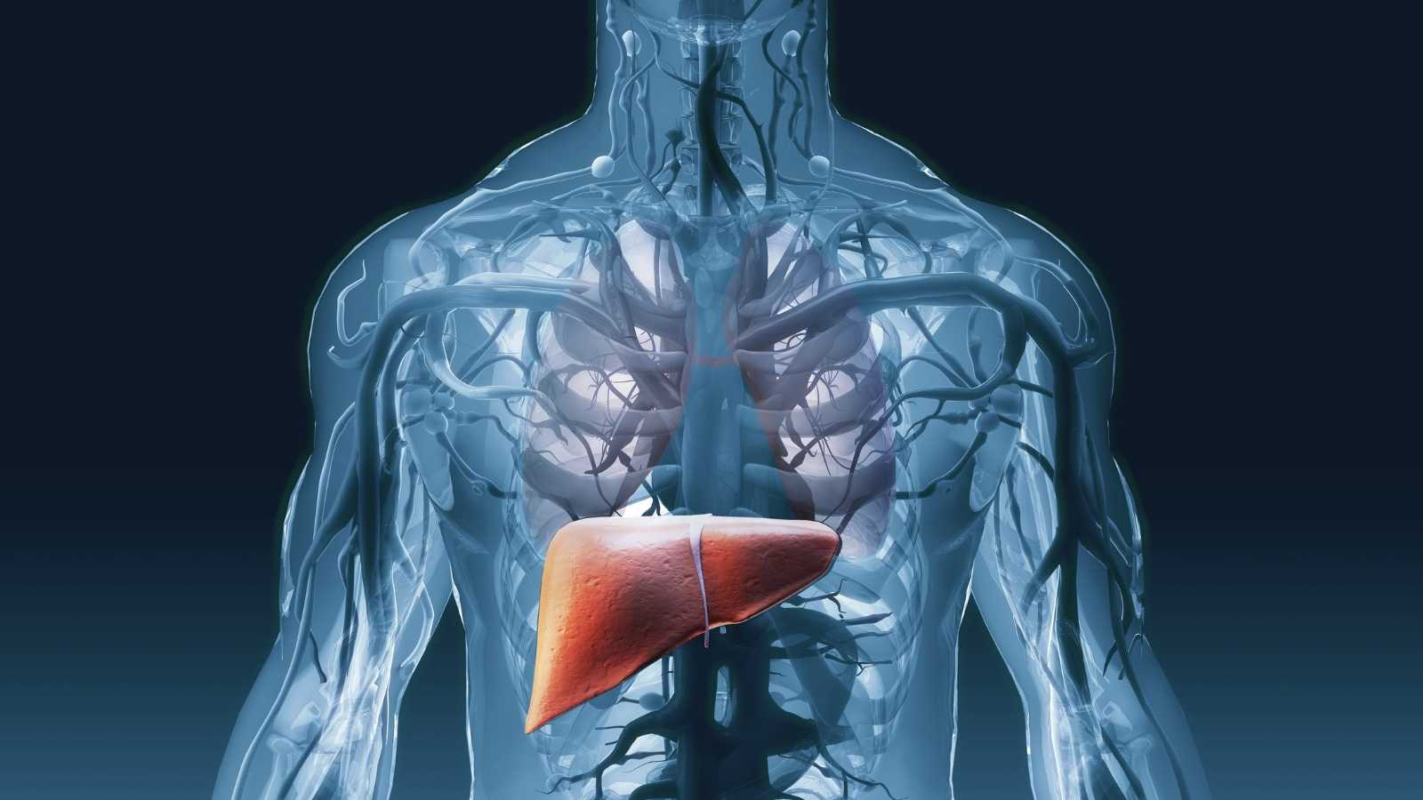 Karaciğer Sağlığını Korumak İçin Nasıl Beslenmeliyiz?